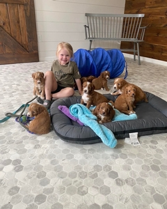 Sadie F1B Mini Goldendoodles